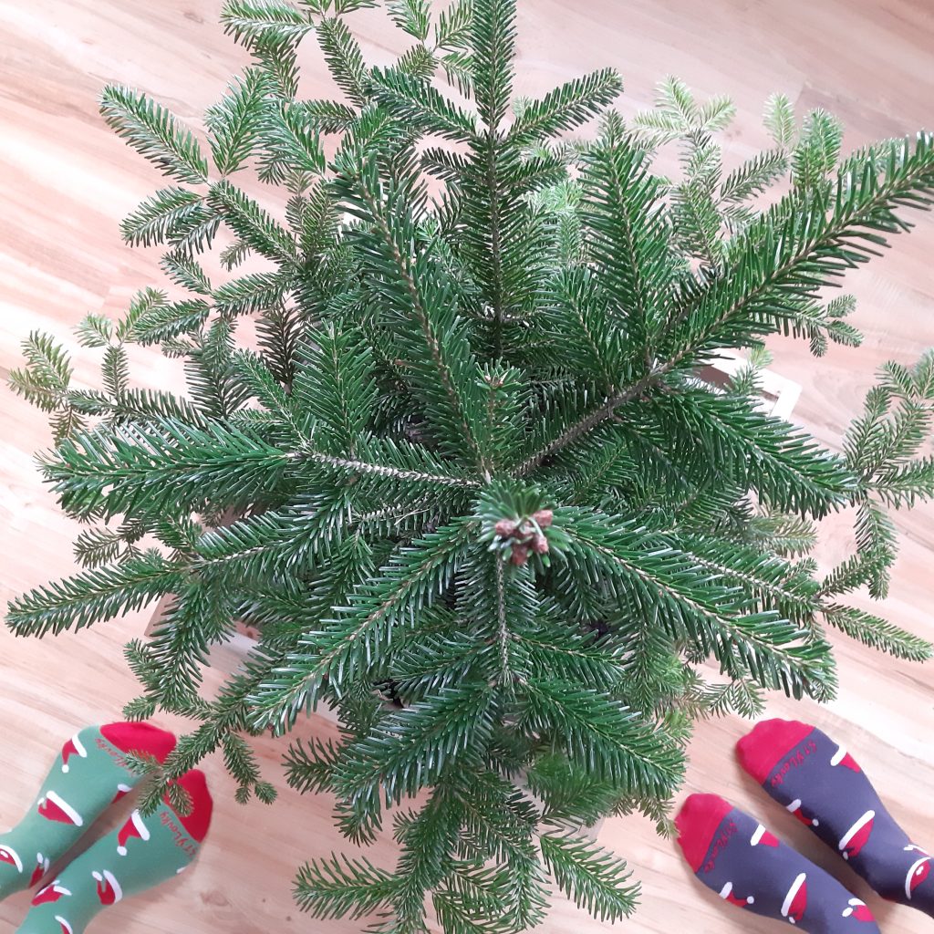 vianočný stromček s ponožkami