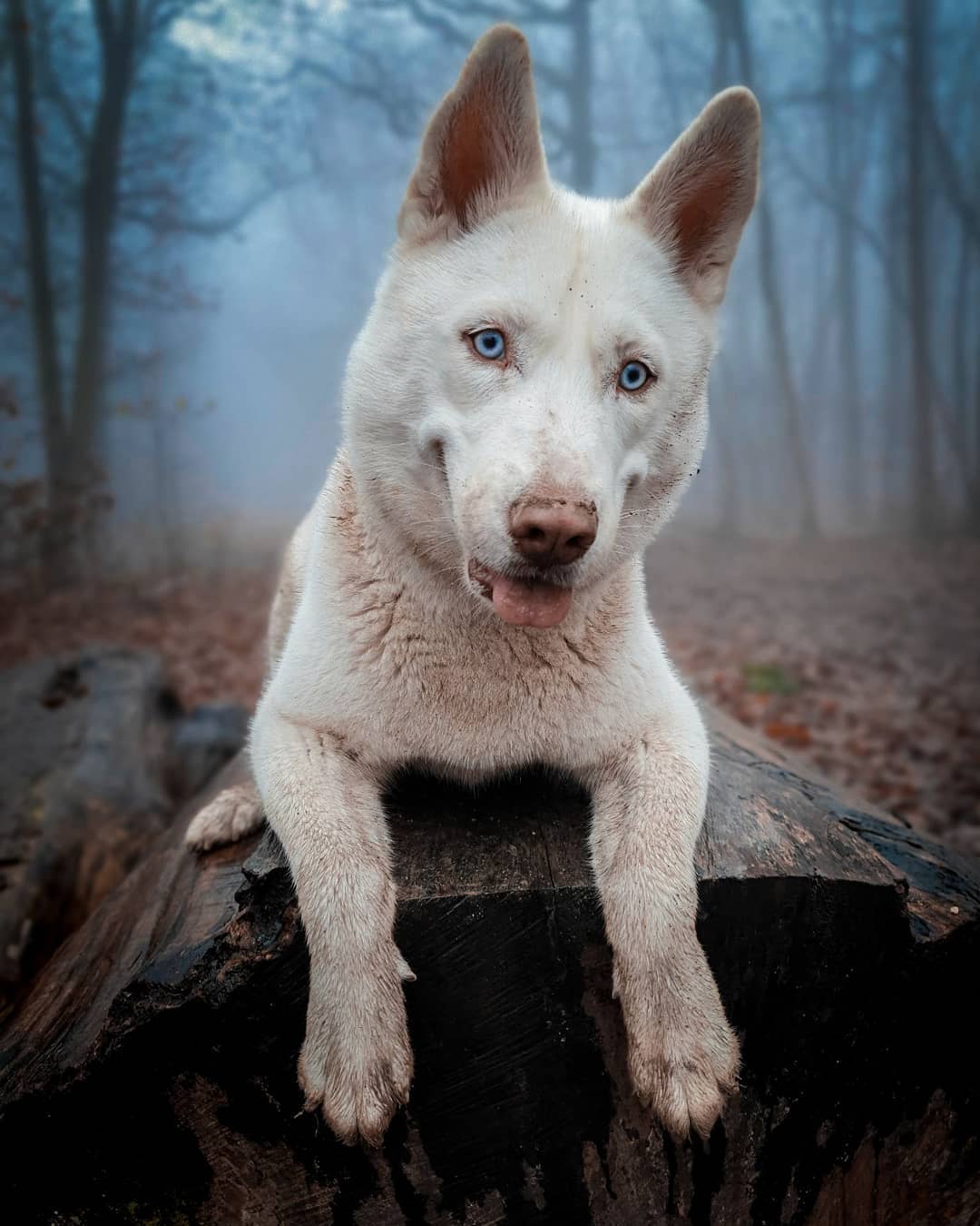 modrooký pes