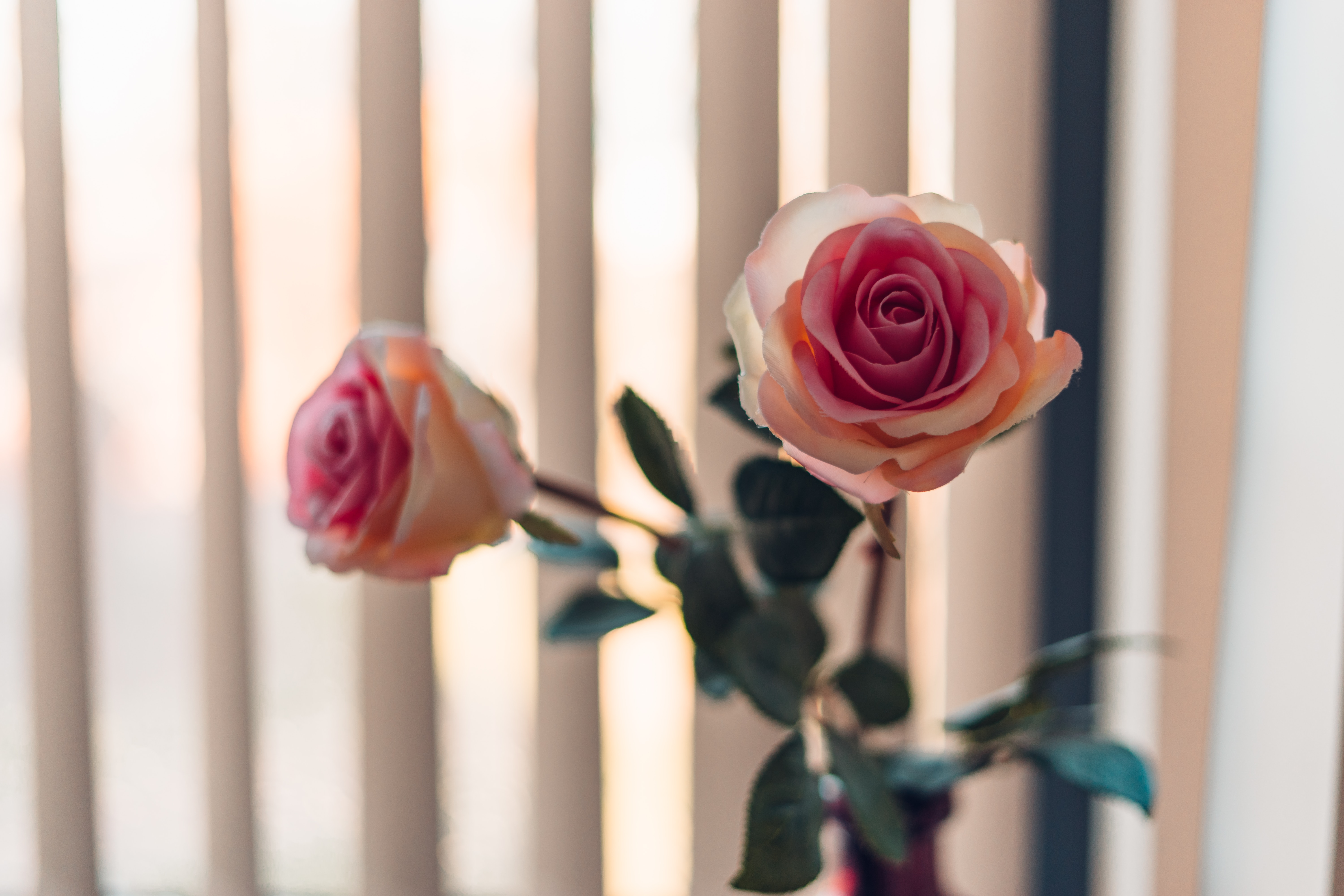 dve ruže pred žalúziami