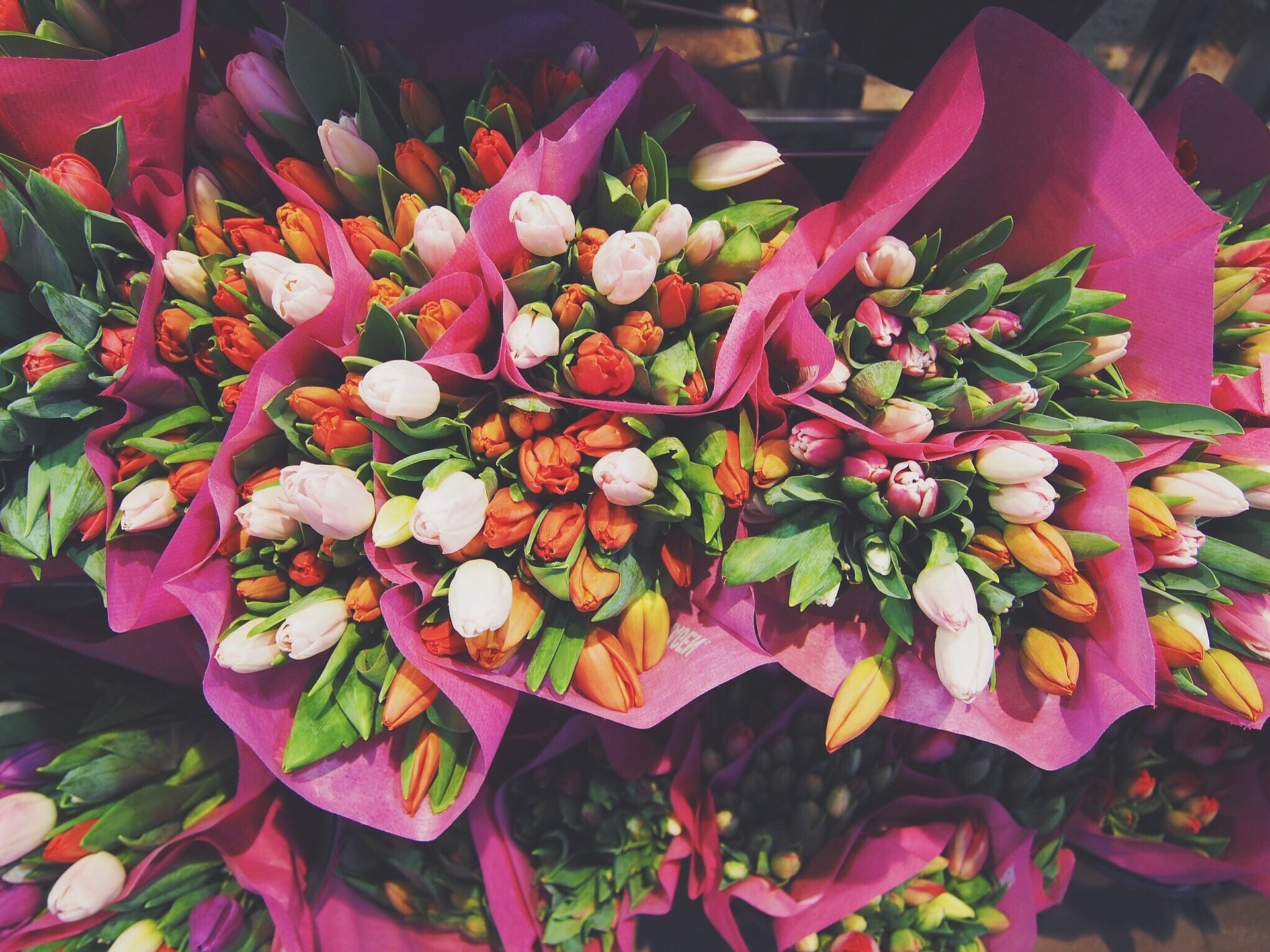 živé farebné tulipány v ružovom baliacom papieri