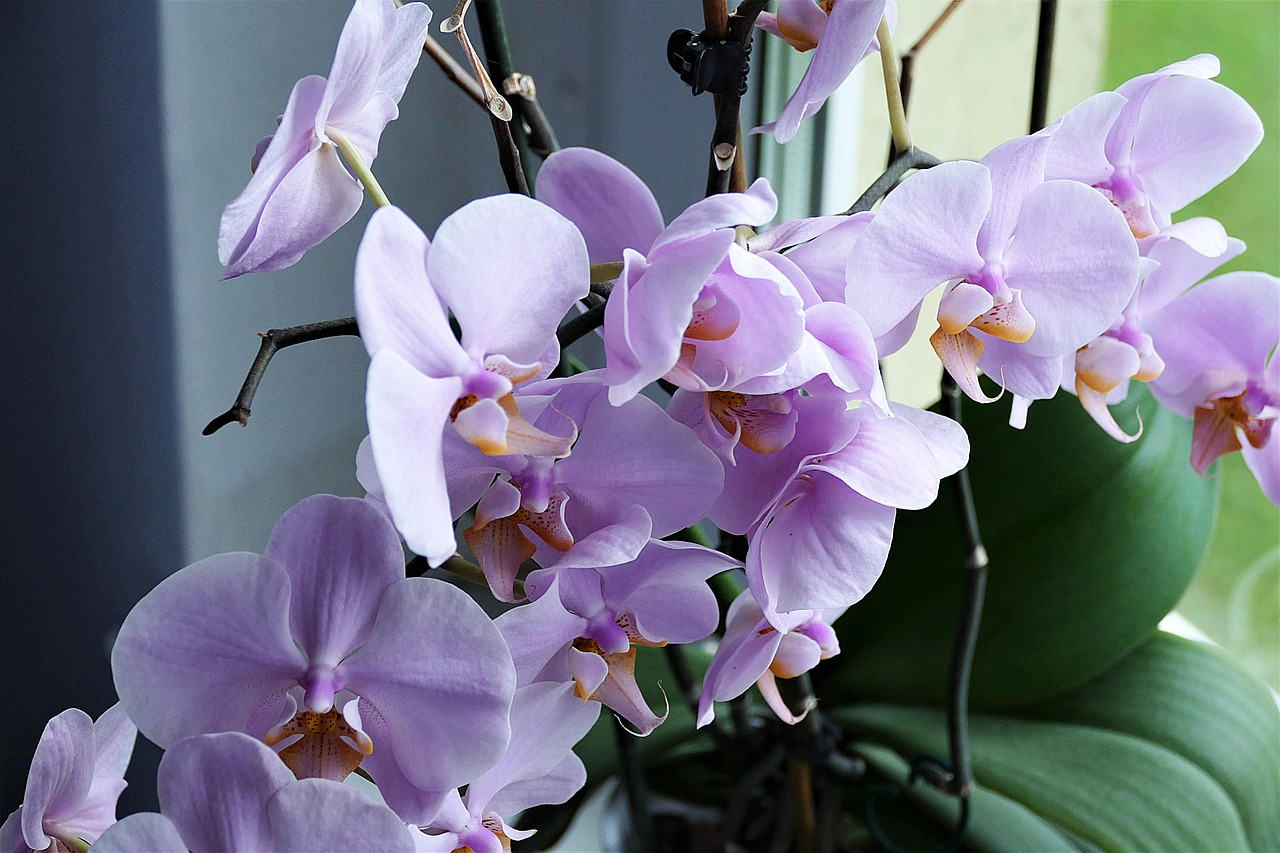 orchidea plná kvetov fialovej farby
