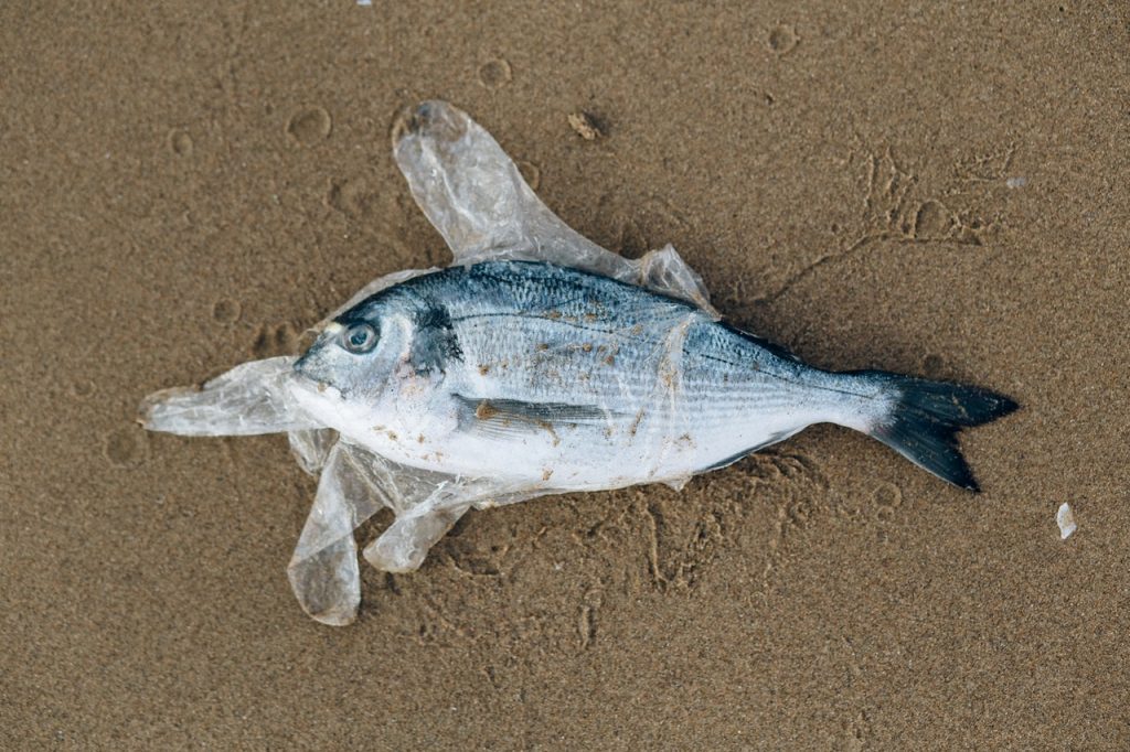 rybka zamotaná v plastovom sáčku
