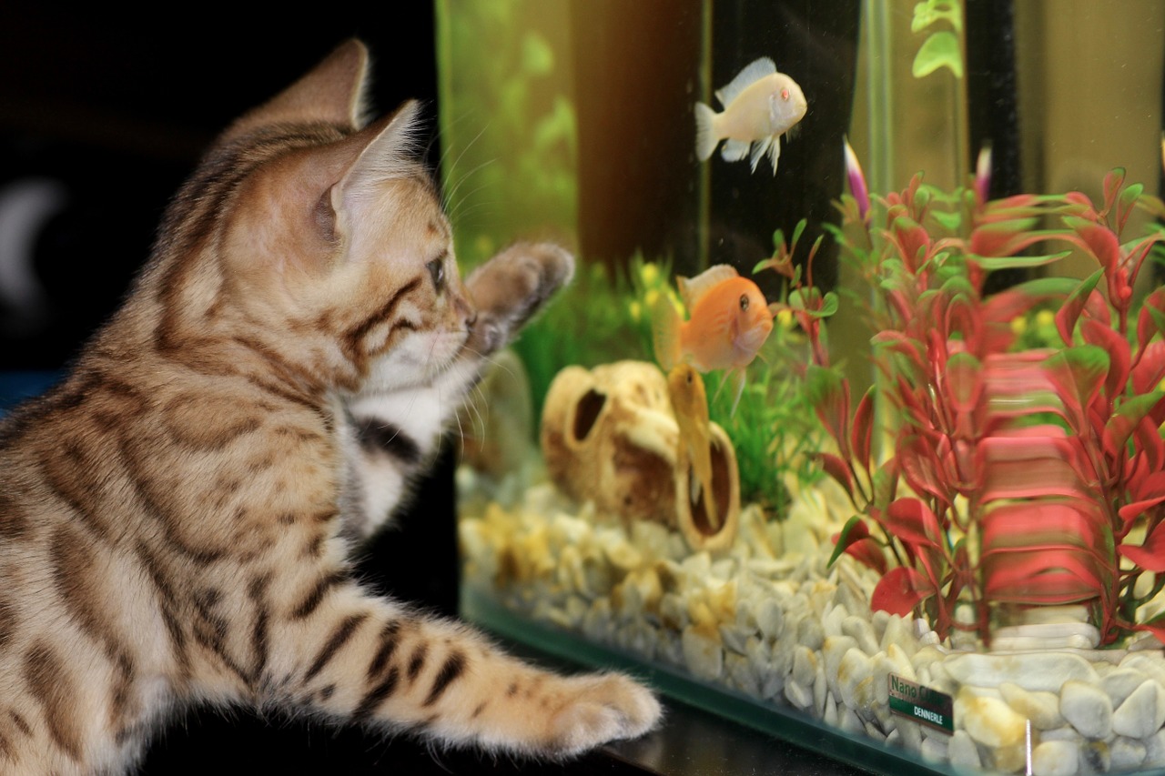 malé domáce zvieratko pred akváriom s rybičkami