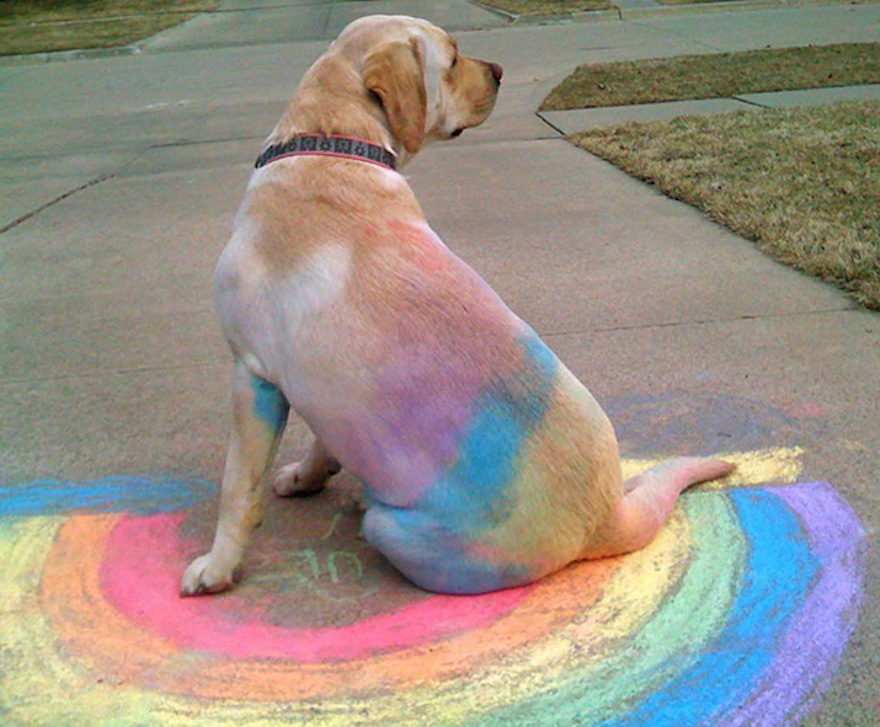 pomaľovaný psík farbami dúhy