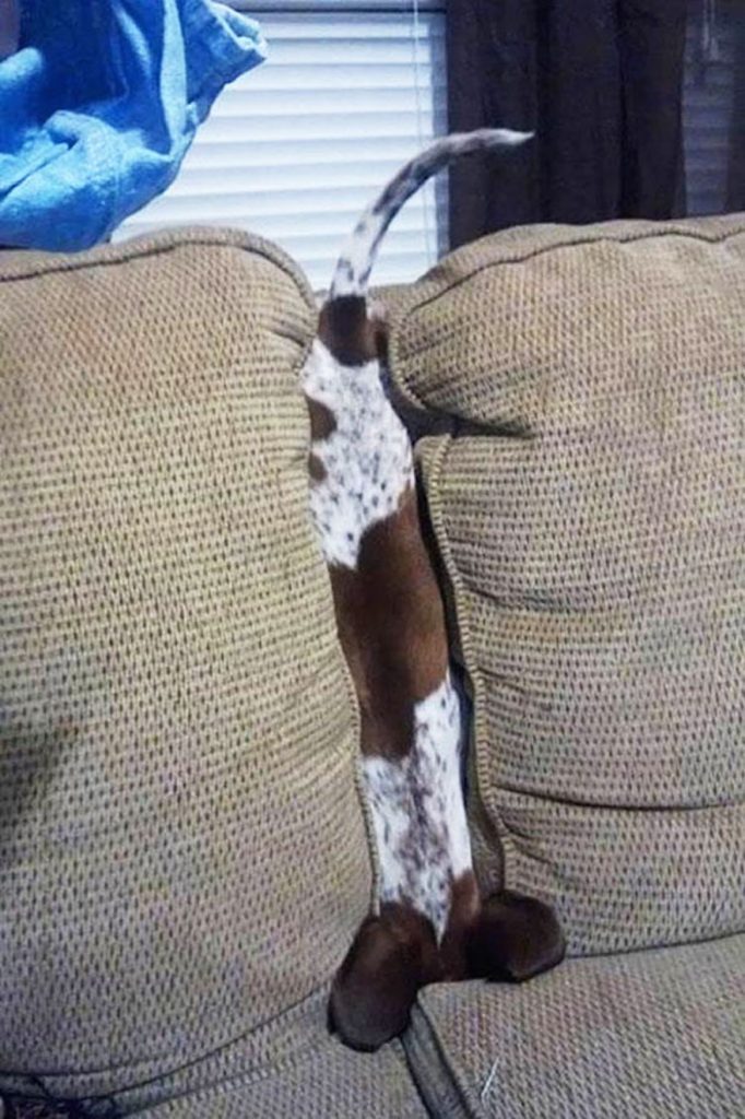 malý psík zaseknutý medzi gaučovými vankúšmi