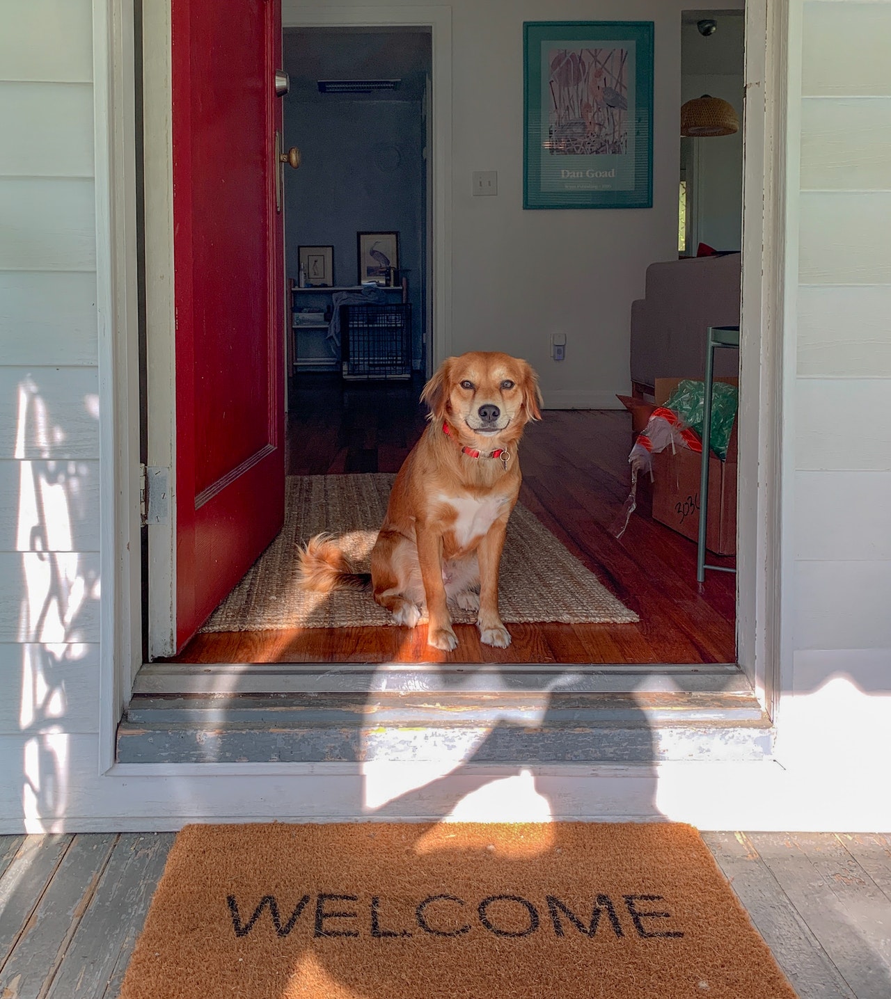 milý psík sediaci na prahu dverí