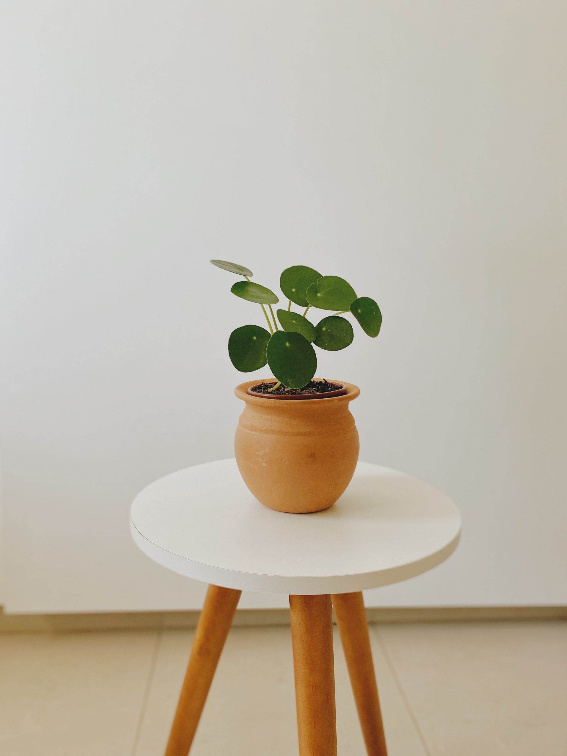 Rastlina na stole