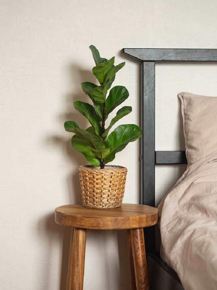 Rastlina na stolčeku pri posteli 