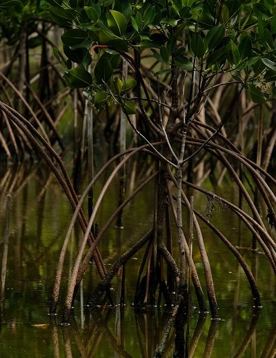 mangrovové-lesy